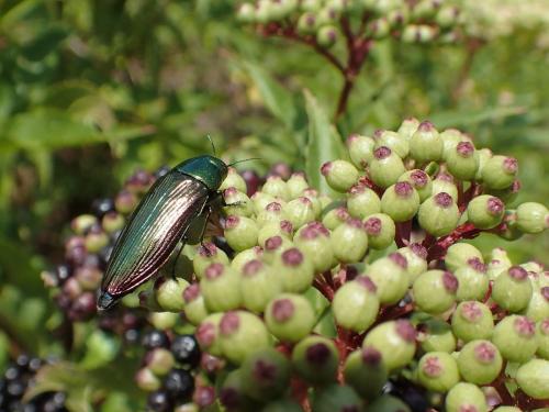 Eurythyrea austriaca